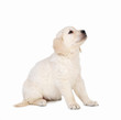 Photo: Cute little white dog sitting and looking away Cute little white dog sitting and looking away
