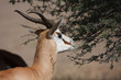 Springbok browsing