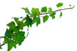 ivy