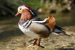Colorful duck