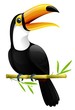 Toucan Toucan