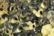 poussins