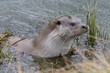 Otter swimming amongst the weeds Otter swimming amongst the weeds