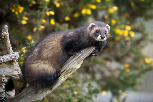 Photo: Polecat climbing on a branch Polecat climbing on a branch