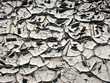 texture of river bed scorched by sun texture of river bed scorched by sun