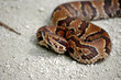 Young Cottonmouth Ready to Bite!