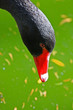 Schwan