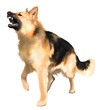 attenti al cane