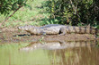 alligator