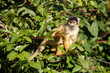 singe 2