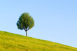 Baum am Hang Baum am Hang