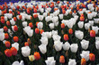 Field of white and red tulips