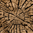 Cut of a rotten tree of brown color