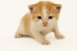 Orange Kitten
