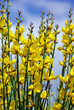 Yellow flowers of wild genista.