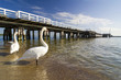 the pier in Sopot with swan