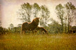 Mare and foal in a meadow.