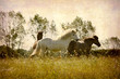 Horses playing around.