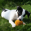 chiot jack russel chiot jack russel