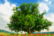Poppy's field, blue sky and big green tree