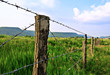 Meadow with fence 