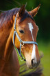 A beautiful horse in the countryside