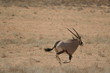 galoppierende Oryx galoppierende Oryx