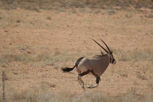 Foto: galoppierende Oryx galoppierende Oryx