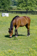 Horse grazing in field