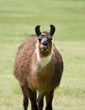 Llama in field
