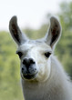 White llama