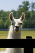 White llama