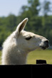 White llama