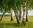 Russian birches close up