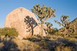 Joshua Tree