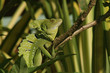 Stirnlappenbasilisk