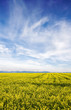 Blue sky against yellow field Blue sky against yellow field