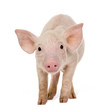 Young pig (+/-1 month) Young pig (+/-1 month)