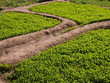 Growth, New shoots, Micro farming.