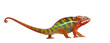 Chameleon Furcifer Pardalis - Ambilobe (18 months) Chameleon Furcifer Pardalis - Ambilobe (18 months)