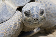tortue de  terre