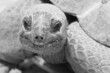 tortue de terre