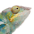 Young Chameleon Furcifer Pardalis - Ankify (8 months) Young Chameleon Furcifer Pardalis - Ankify (8 months)