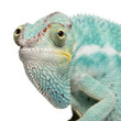 Young Chameleon Furcifer Pardalis - Nosy Be(7 months) Young Chameleon Furcifer Pardalis - Nosy Be(7 months)