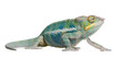 Young Chameleon Furcifer Pardalis - Ankify (8 months) Young Chameleon Furcifer Pardalis - Ankify (8 months)