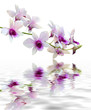 Photo: purple orchid purple orchid