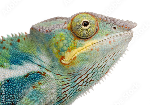 Young Chameleon Furcifer Pardalis - Ankify (8 months)