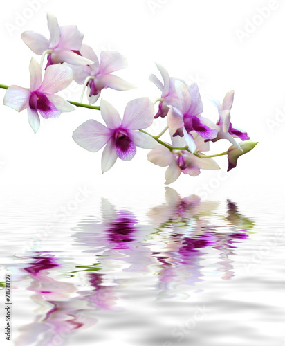 Photo: purple orchid purple orchid