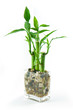 Lucky bamboo