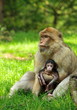 baby macaque monkey safe with mother